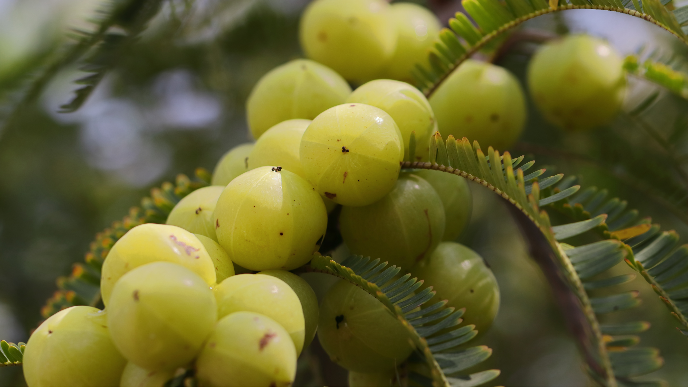 Les bienfaits de l'amla sur les cheveux