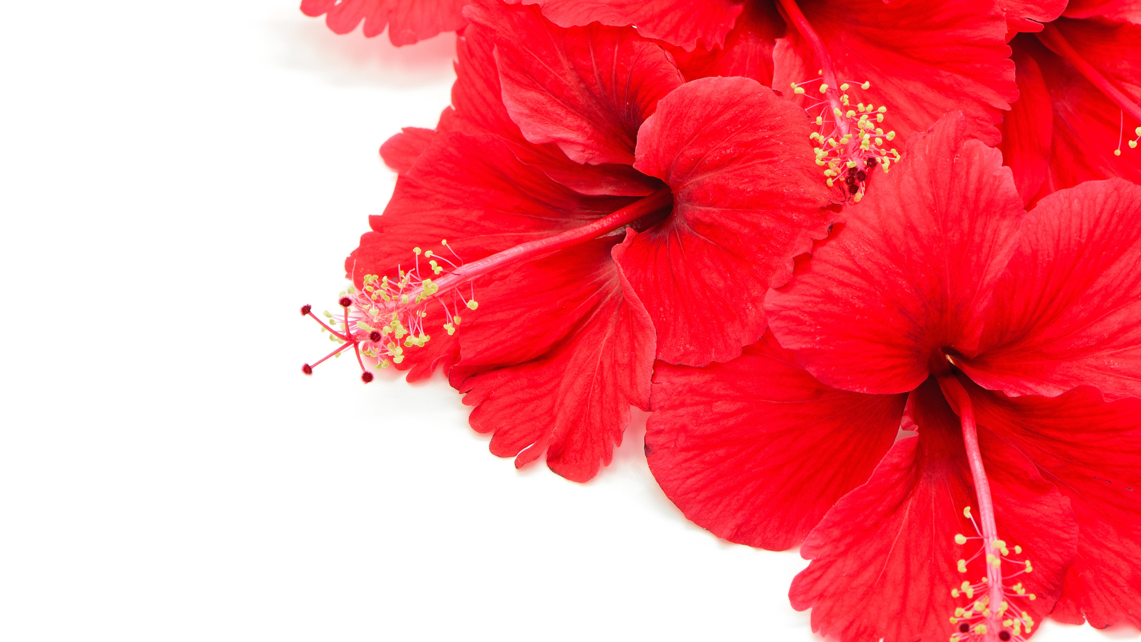 L’hibiscus : une plante miracle pour stimuler la pousse des cheveux